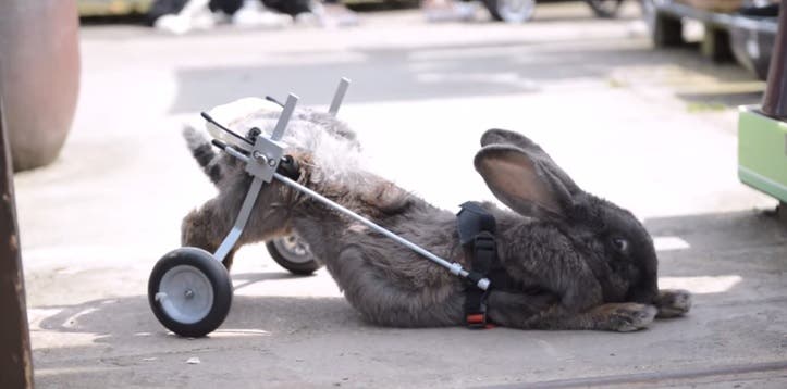 Un conejo paralítico vuelve a caminar con un par de ruedas