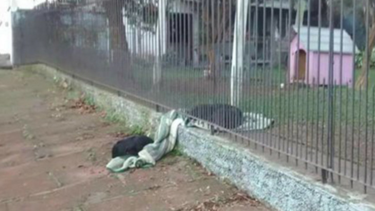 La foto de un cachorro que comparte su manta con un perro callejero sacude las redes
