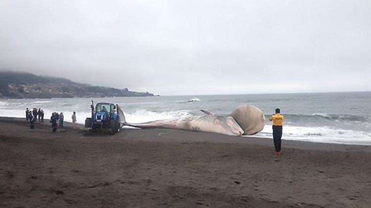 Encuentran en Chile una ballena varada con un bulto en la cabeza