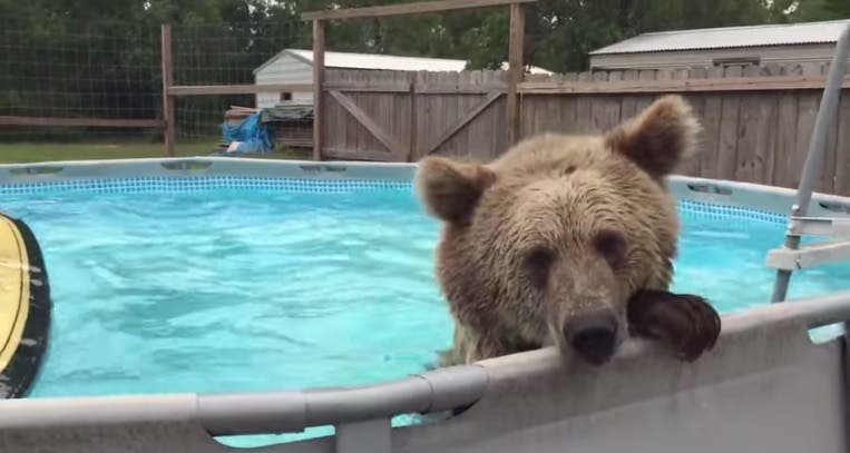 Bruiser, el oso que ama lanzarse a la piscina