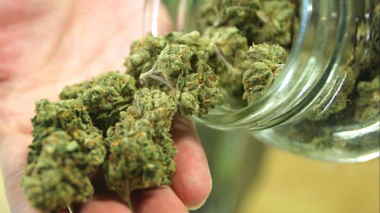 Senado argentino aprueba uso medicinal de cannabis