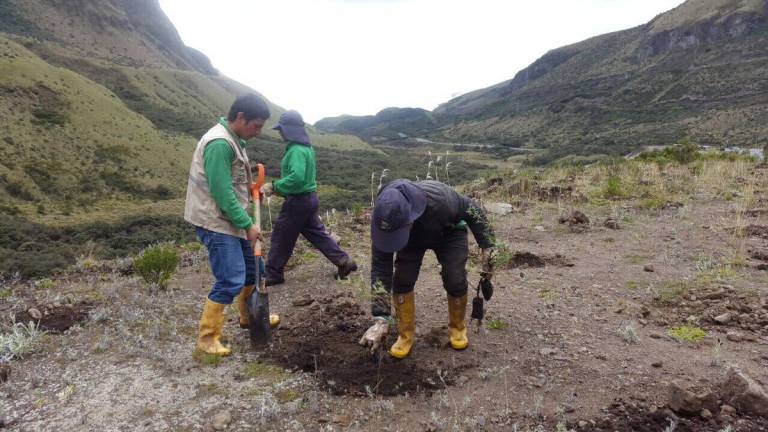 Plantados un millón de árboles dentro de plan de reforestación de Quito