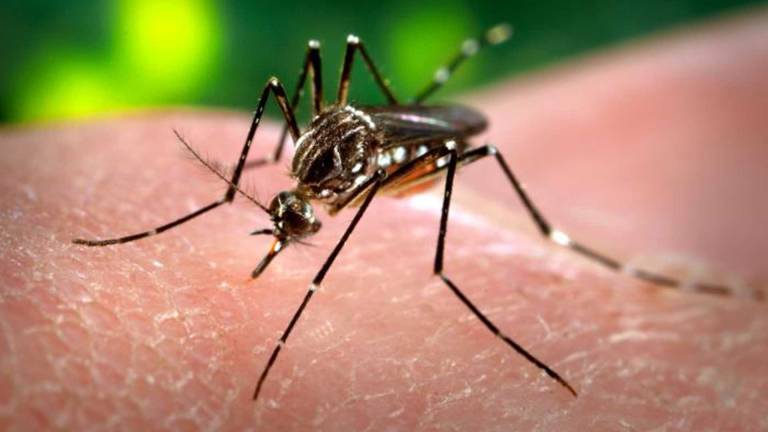 Perú detecta un brote de 23 casos de zika en distrito de Lima