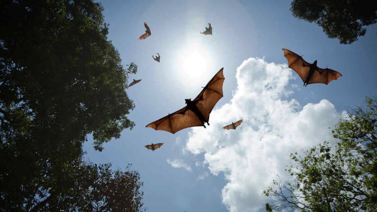 Diseñan un robot volador que imita movimientos de murciélagos