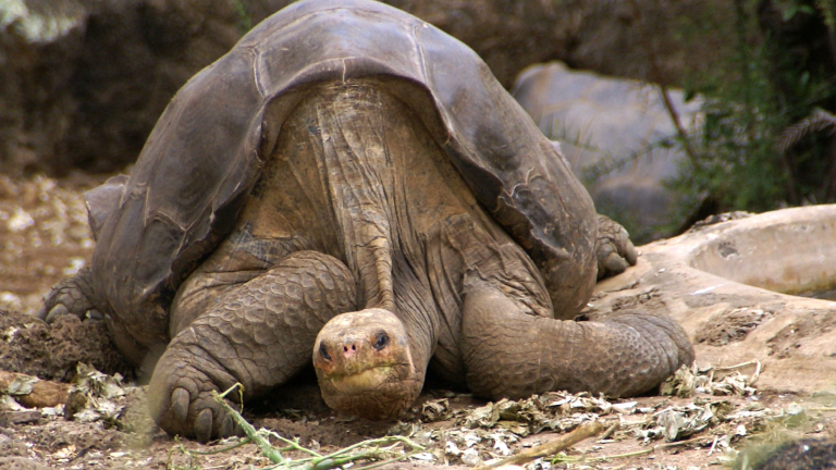 Determinan nueva especie de tortuga gigante en Galápagos