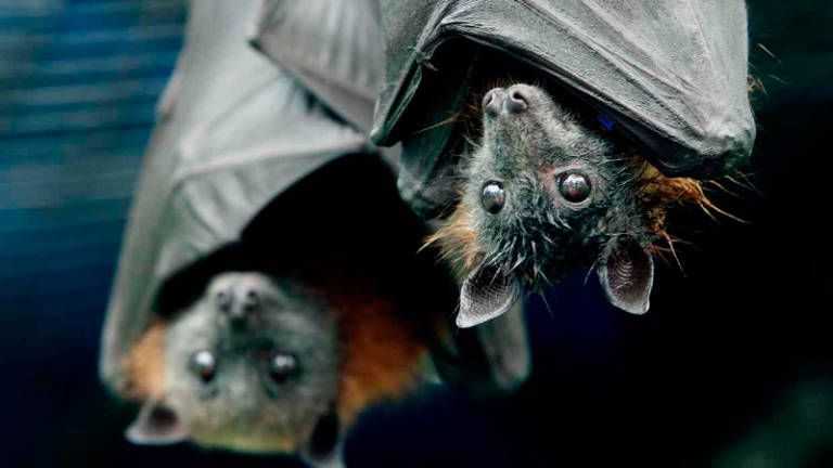 Descubren dos nuevas especies de murciélagos en Panamá y Ecuador