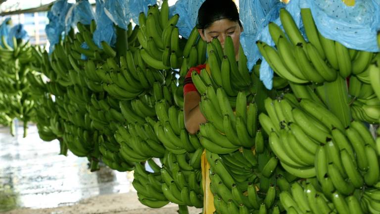 Parlamento de la UE protegerá banano frente a importaciones