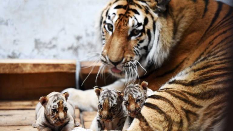 WWF exige el cierre de las granjas de tigres
