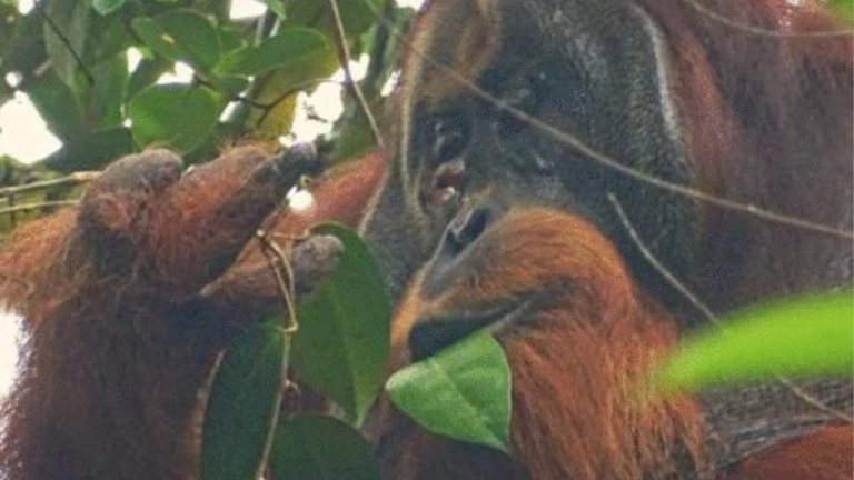 Fotografía de Rakus, el orangután protagonista del primer caso documentado de tratamiento de una lesión por un animal salvaje con una especie de planta que contiene sustancias biológicas activas.