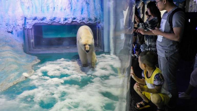 El &quot;oso polar más triste del mundo&quot; que vive en un mall chino