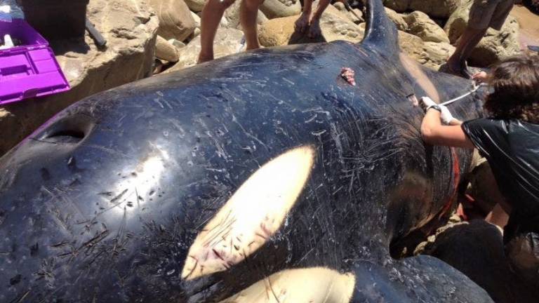 Autopsia revela basura humana al interior de una orca