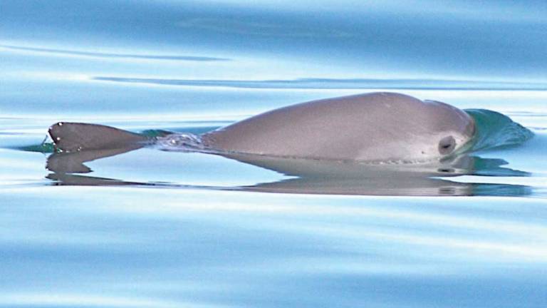 El cetáceo más pequeño del mundo está cerca de la extinción