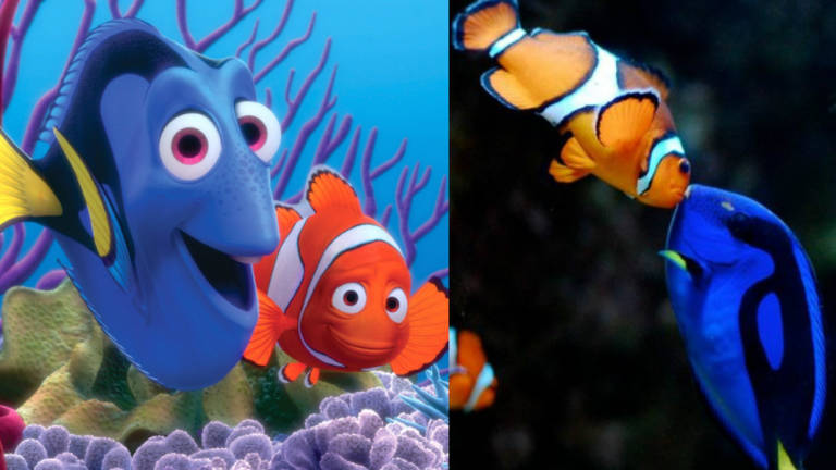 Matando a Nemo: peces tropicales amenazados por el cianuro