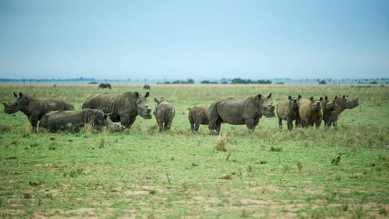 La emigración, la última opción para los rinocerontes