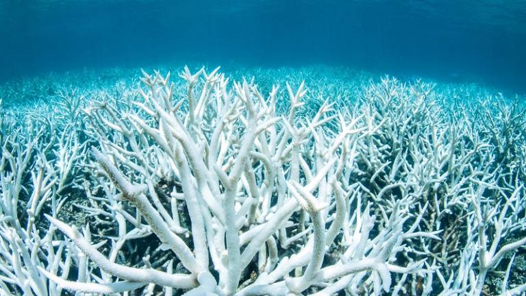 Las &quot;zonas muertas&quot;, una amenaza para los arrecifes de coral