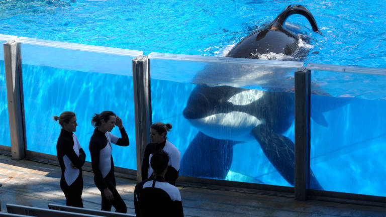 Muere Tilikum, la orca de SeaWorld que protagonizó &quot;Blackfish&quot;