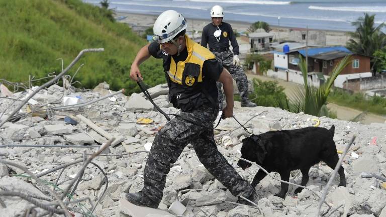 Los perros, los nuevos héroes después del terremoto