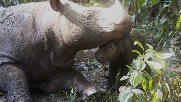 Una cría de rinoceronte renueva esperanzas sobre su conservación