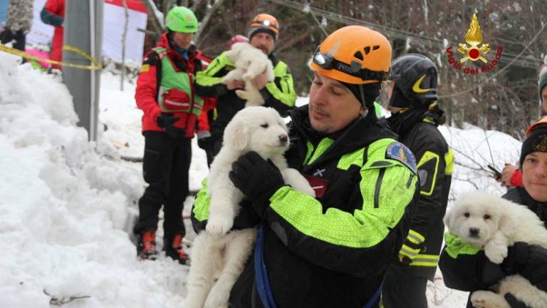Italia: 3 cachorros rescatados de hotel devastado por avalancha