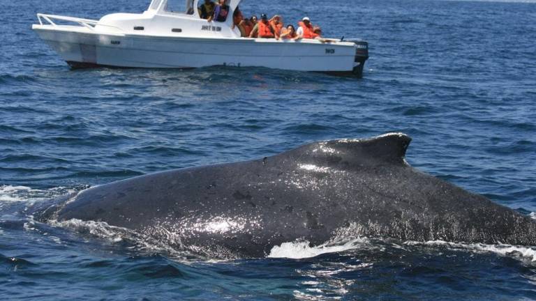 Las ballenas jorobadas llegan para seducir a los turistas