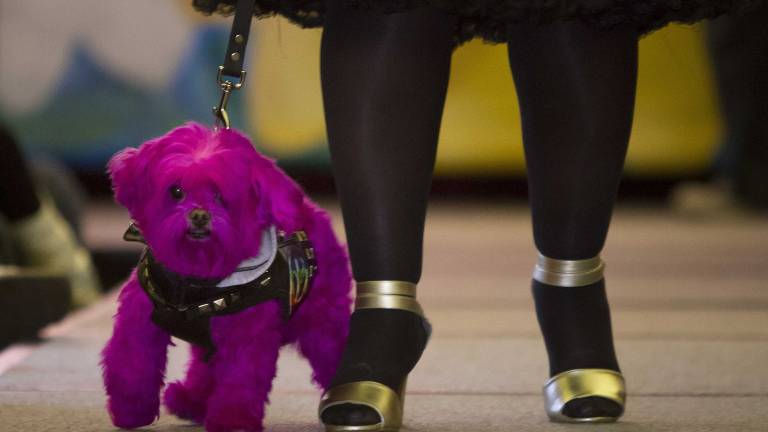 Las mascotas también tienen sus desfiles en la New York Fashion Week