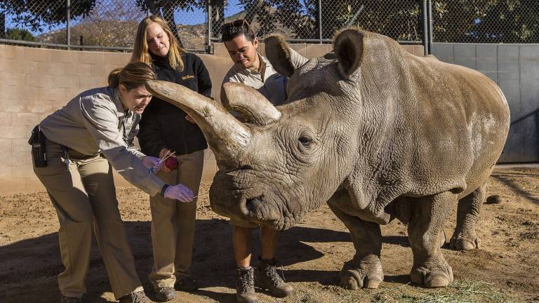 Solo quedan 3 rinocerontes blancos del norte en el mundo