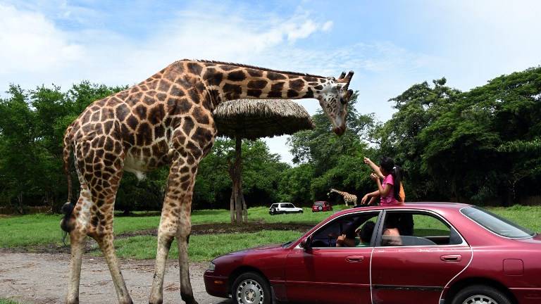 La experiencia del safari africano en un zoo de Guatemala