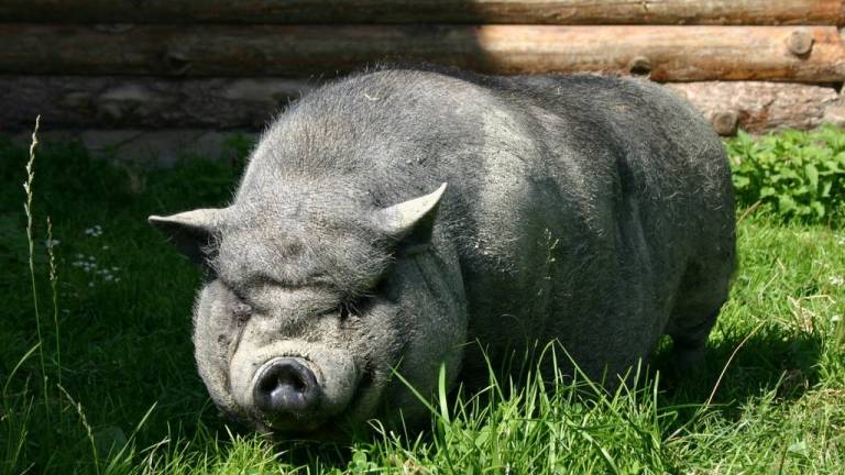 Un cerdo mata a mordiscos a un campesino en Perú