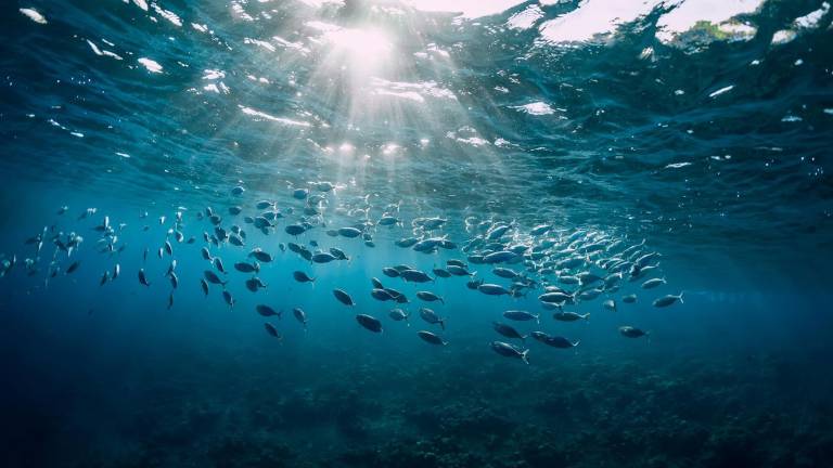 Bonos azules, una estrategia para preservar y proteger los océanos