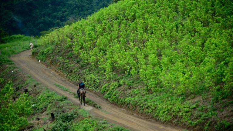 Colombia: Presentan plan de sustitución de cultivos ilícitos