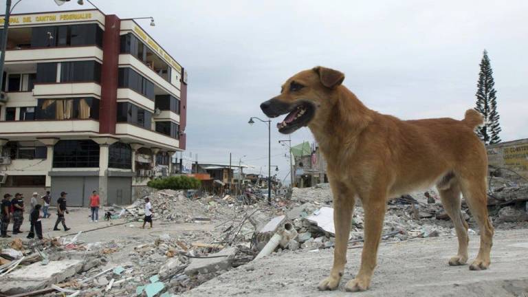 Los animales, el otro llanto de la tragedia en Ecuador