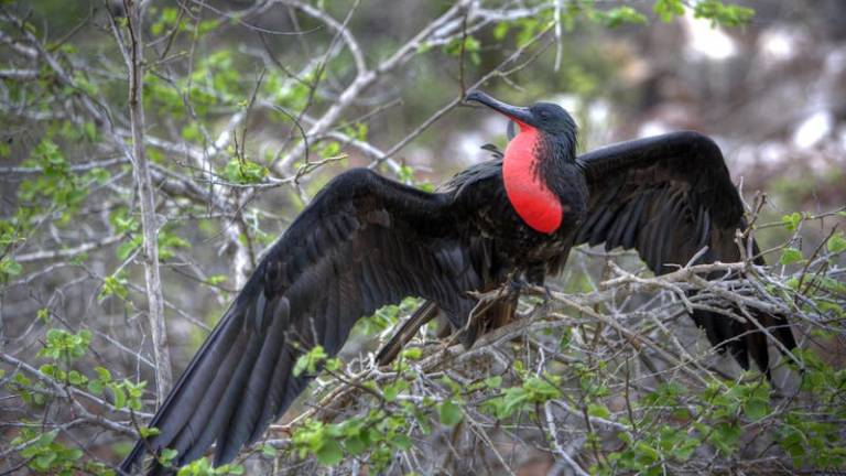 Galápagos: estudio revela que las fragatas duermen mientras vuelan