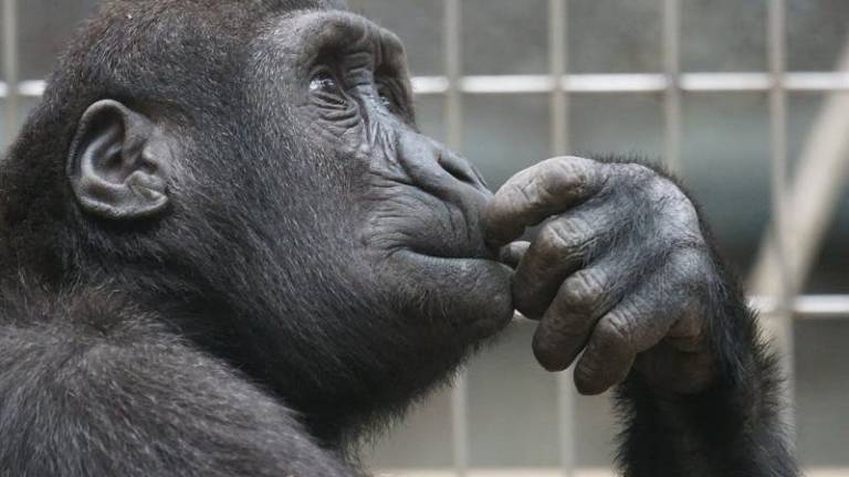 Los grandes primates pueden leer la mente, según un experimento