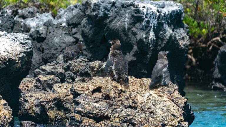 Fotografía de pingüinos en Puerto Villamil, de las Islas Galápagos, territorio que presenta el mayor número de especies activadoras entre todas las áreas clave para la biodiversidad.
