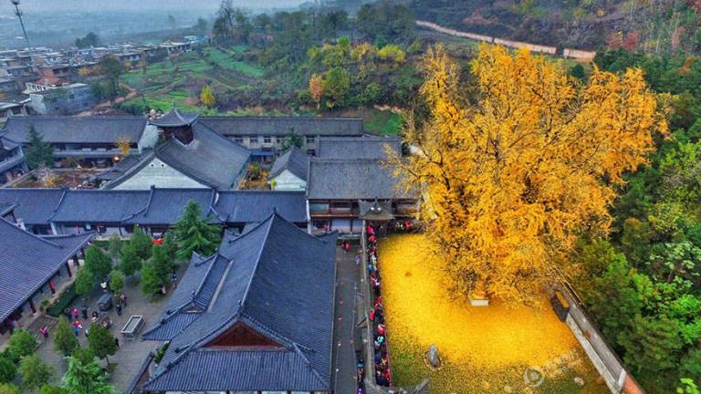 Árbol milenario transforma un templo en un océano dorado