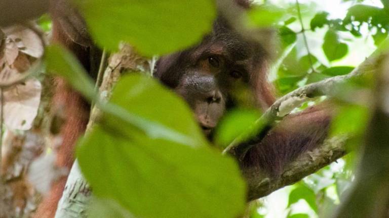 El orangután de Borneo está al borde de la extinción