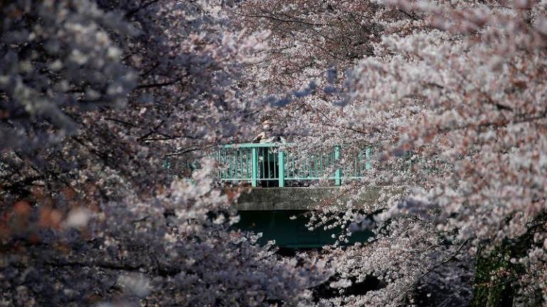 Tokio se tiñe de rosa en el momento álgido de los cerezos en flor