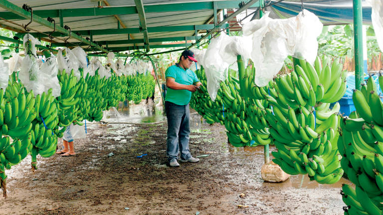 Banano lideró exportaciones ecuatorianas en 2016