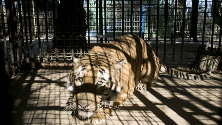 El triste destino de un zoológico en Gaza