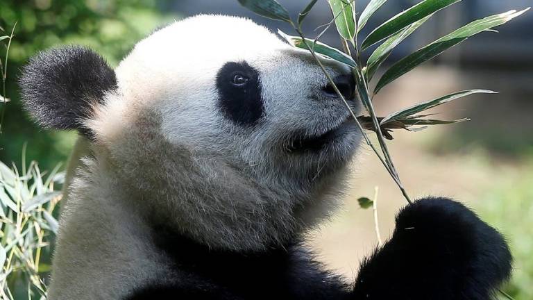 Nace por primera vez en 5 años oso panda gigante en un zoológico de Tokio