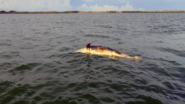 Delfines, tortugas y lobos marinos aparecen muertos en playa de México