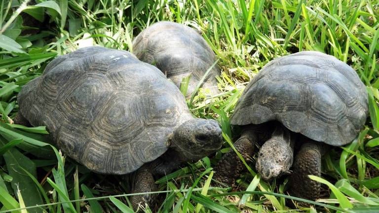 Ecuador repatriará 29 tortugas de Galápagos rescatadas en Perú