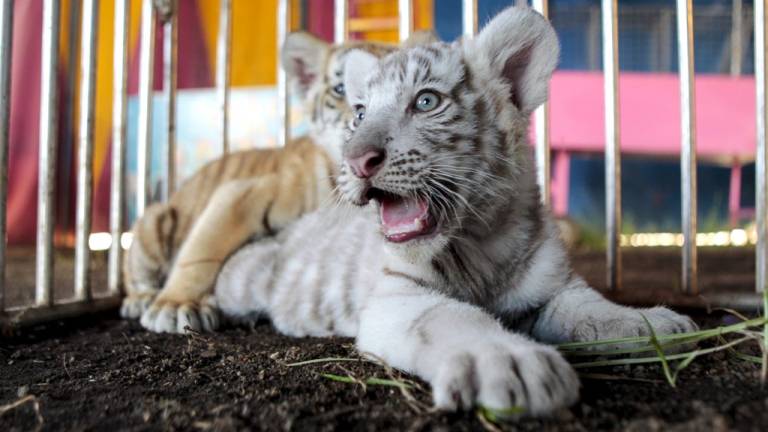 Nacen tigres bengala en Nicaragua, aunque atrapados y sin salida