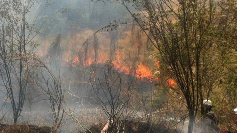 Chile: Al menos 2.600 evacuados por incendios forestales