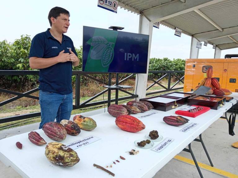 $!El gerente de investigación y desarrollo de Mars Ecuador, Freddy Amores, afirma que en Ecuador se pierden 105.000 toneladas de cacao por plagas y hongos.