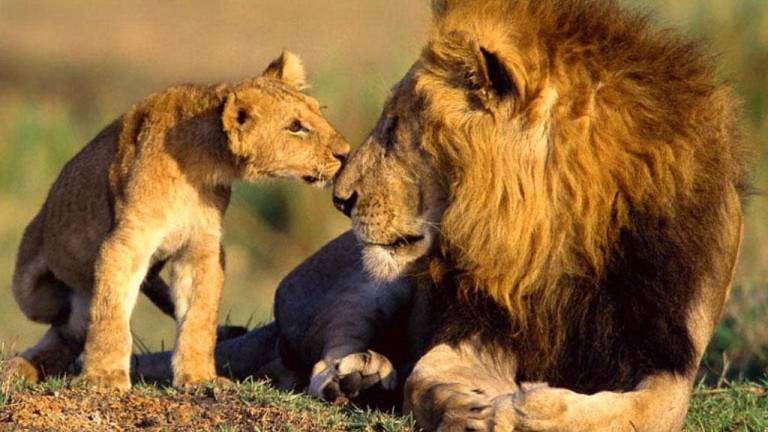 La población de leones se redujo un 42% en los últimos 21 años