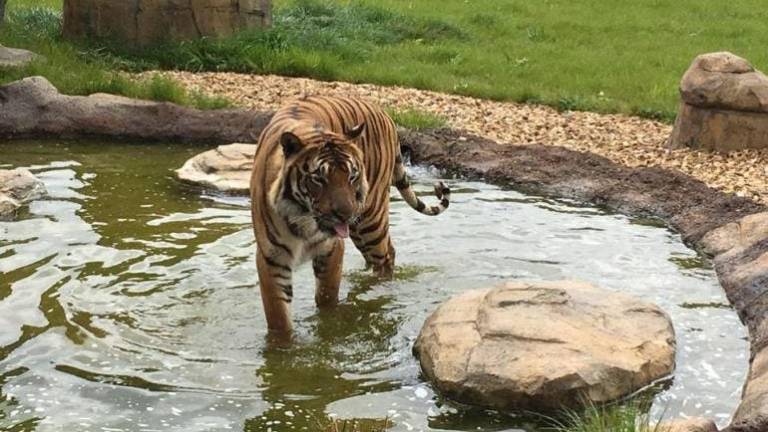 Muere una cuidadora de un zoo inglés tras ser atacada por un tigre
