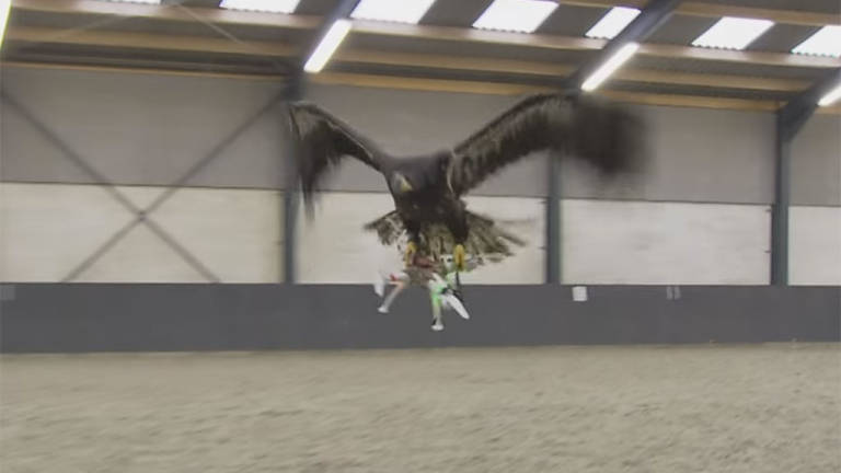 Las águilas se &quot;especializan&quot; en la caza de drones