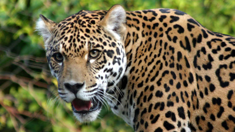 Condenan a hombre que mató a un jaguar en la Amazonía