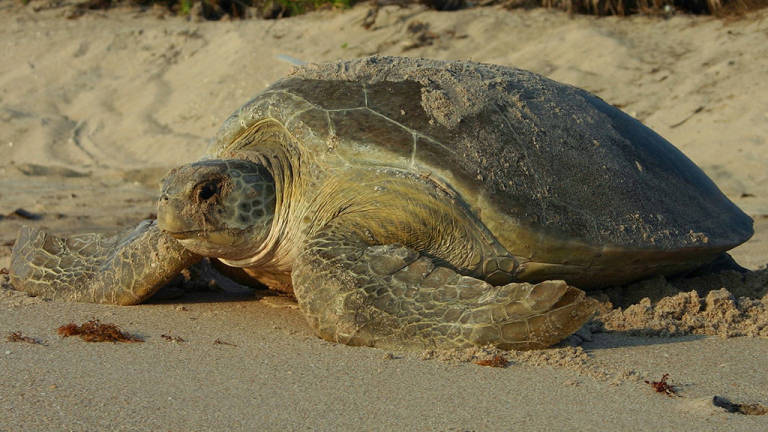 Tortugas amenazadas anidan en números récord en Florida